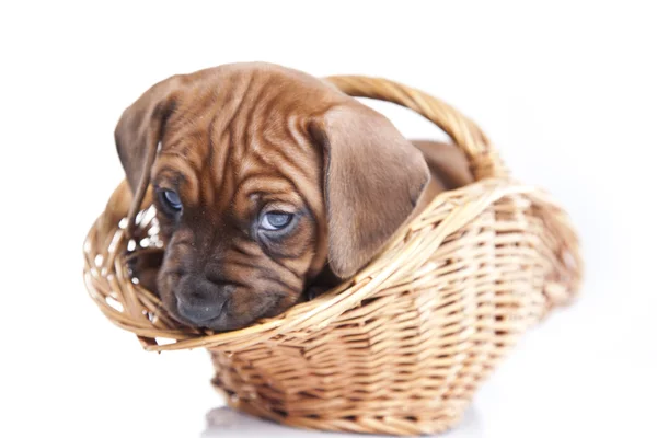 stock image Young funny doggy isolated on white background