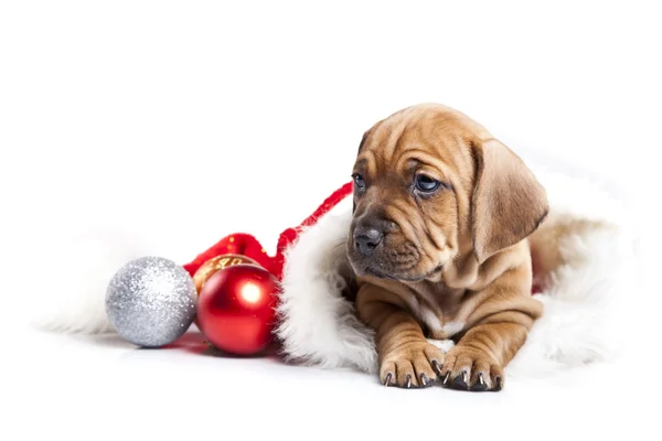 stock image Happy christmas dog!