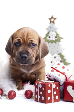 Happy christmas dog! clipart