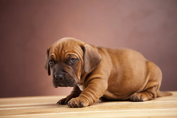 stock image Young funny doggy