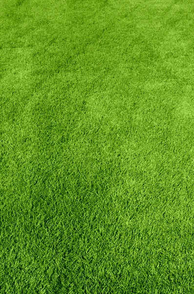 Texture herbe verte — Photo