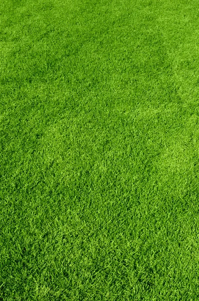 Textura de hierba verde —  Fotos de Stock