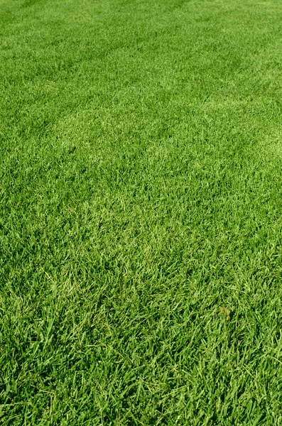 Textura de hierba verde —  Fotos de Stock