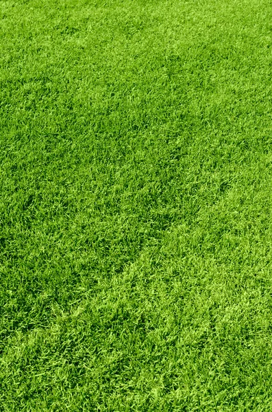 Yeşil çim dokusu — Stok fotoğraf