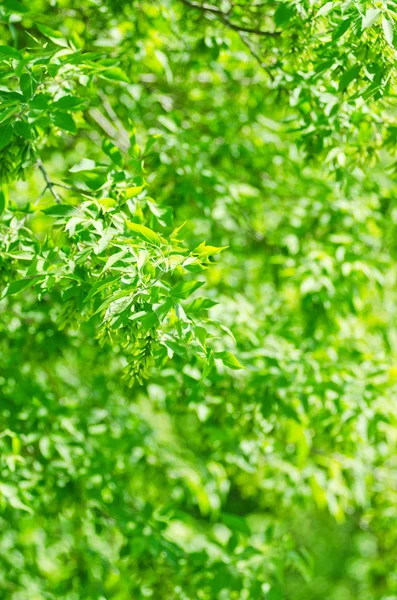 stock image Green leaves background