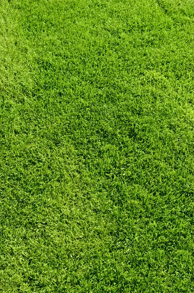 Textur des grünen Grases — Stockfoto