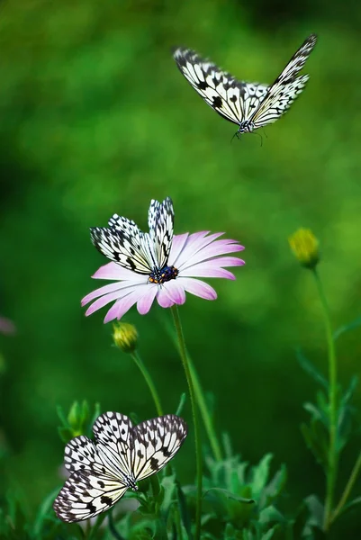 Gänseblümchen mit Schmetterlingen. — Stockfoto
