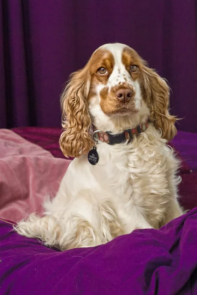 Cocker Spaniel perro —  Fotos de Stock