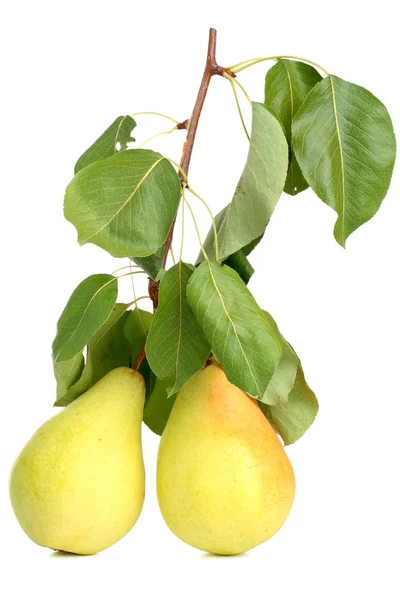 Two pears on white — Stock Photo, Image