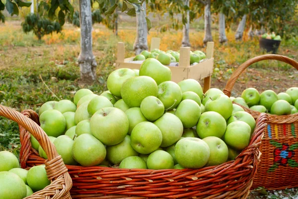 Apples in baskets — Stock Photo, Image