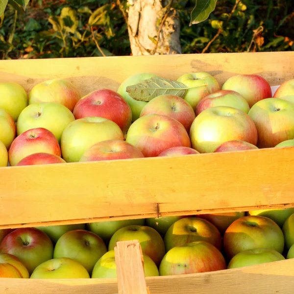 Jablka v bednách — Stock fotografie