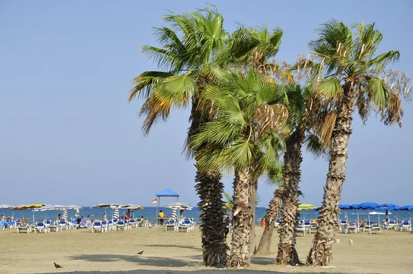 Пальма на пляже Лицензионные Стоковые Изображения
