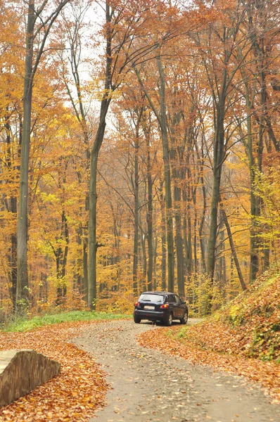 森の中の車 — ストック写真