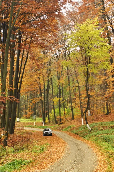 Kleine auto in forest met hoge bomen — Stockfoto