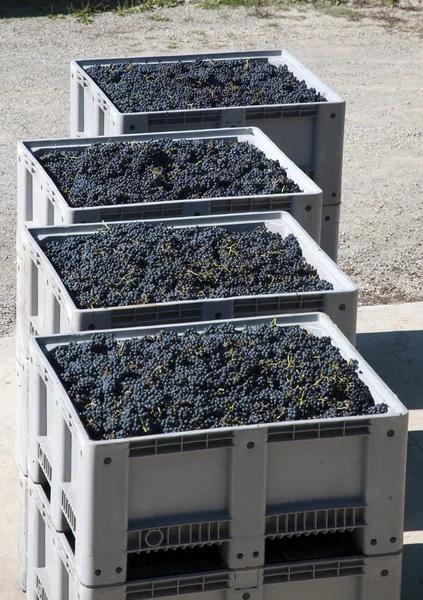 Caixas de uvas (Itália ) — Fotografia de Stock