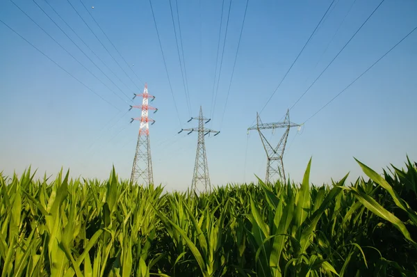 Electricity pylons in a field — Stock Photo, Image