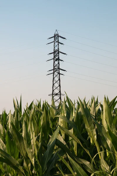 Pylons de eletricidade em um campo — Fotografia de Stock