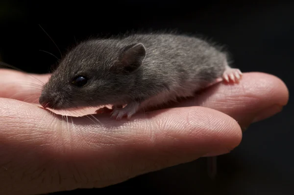 stock image Small Mouse