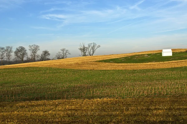 Урожай кукурузного поля — стоковое фото