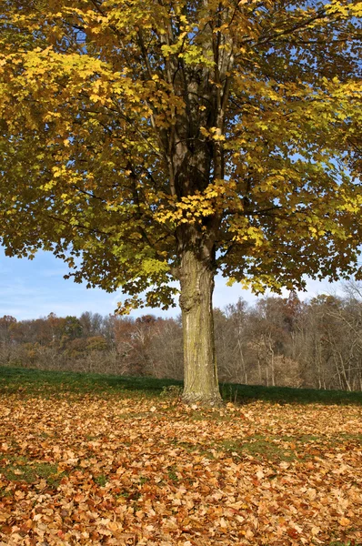 Жовтий осінні дерева — стокове фото