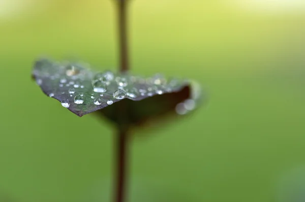 水滴を持つ植物します。 — ストック写真
