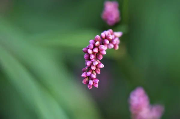 stock image Pink Blossoms