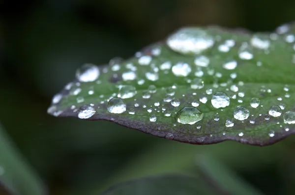 Plant with Water Droplets Stock Picture