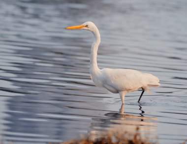 waterland sorguçlar oynamak