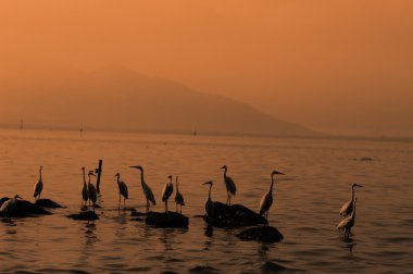 sunset için surf satırında Snowy balıkçıl