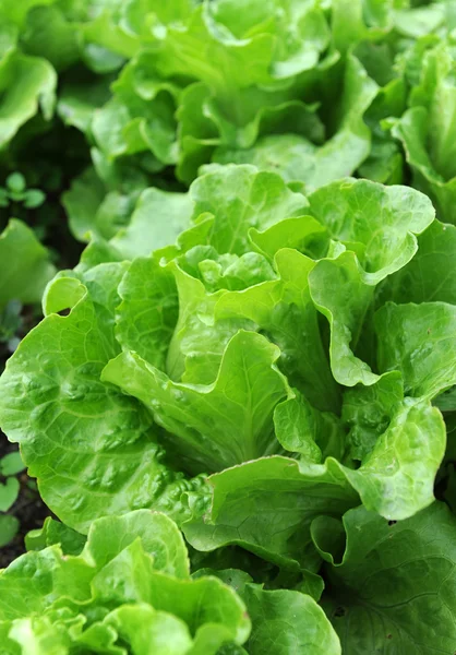Gesunder Salat, der im Boden wächst — Stockfoto