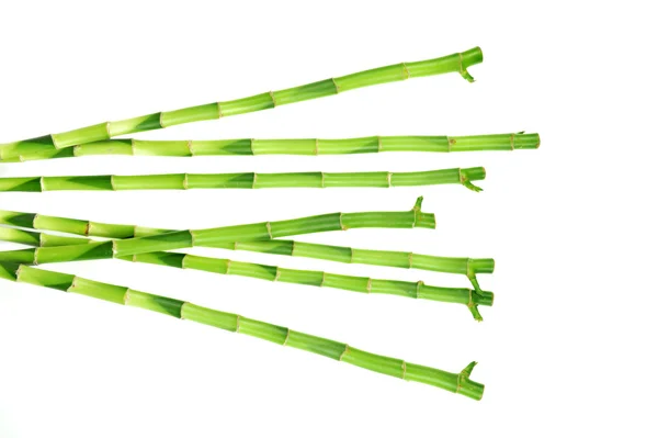 Bambusz rúd fehér háttér — Stock Fotó