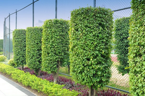 Green plant garden in parallel line order — Stock Photo, Image