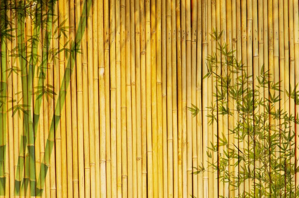 Licht gouden bamboe — Stockfoto