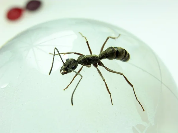 Karınca izole beyaz zemin üzerine — Stok fotoğraf