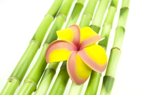 Plumeria with bamboo — Stock Photo, Image