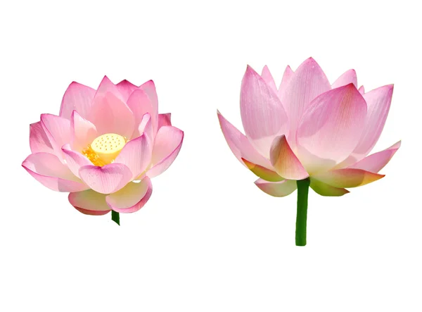 Krásné lotus izolátu — Stock fotografie