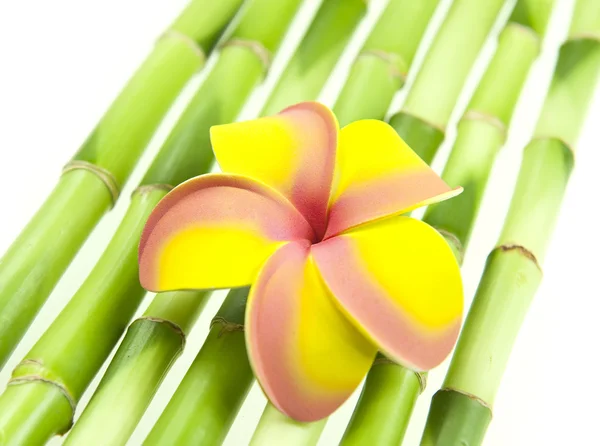 Plumeria met bamboe — Stockfoto