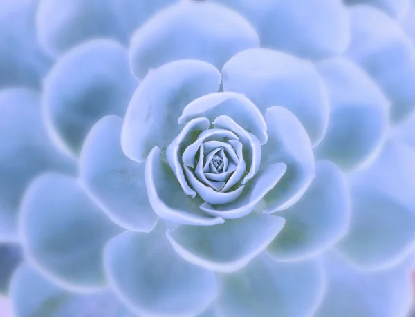 Vista de un cactus — Foto de Stock