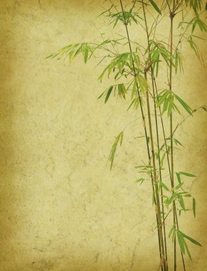 Bamboo on old grunge antique paper texture clipart