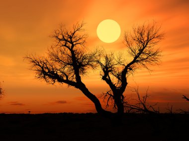 Güneş ağacın arkasında bir ağaç silüeti