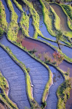 Rice terraces of yuanyang in yunnan, china clipart