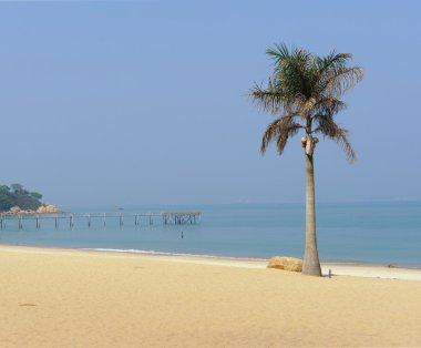 Günbatımı ile palm