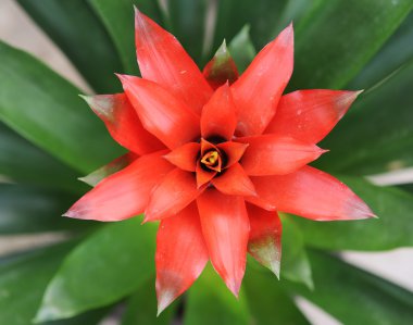 Beautiful guzmania magnifica flower clipart