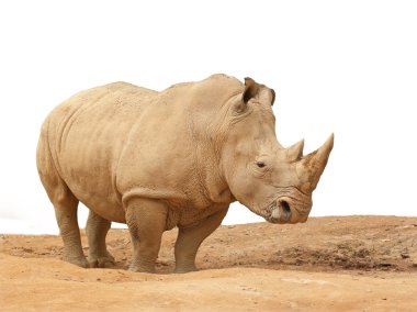 Rhinoceros clipart