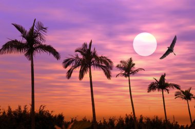 Palm with sunset clipart