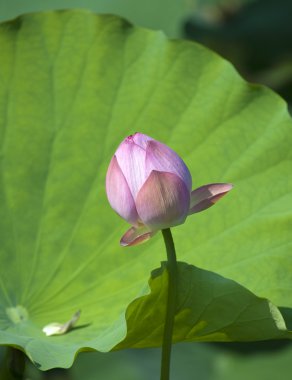 Lotus çiçeği.