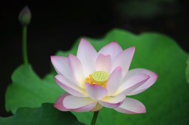 Lotus çiçeği.