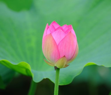 Lotus çiçeği.