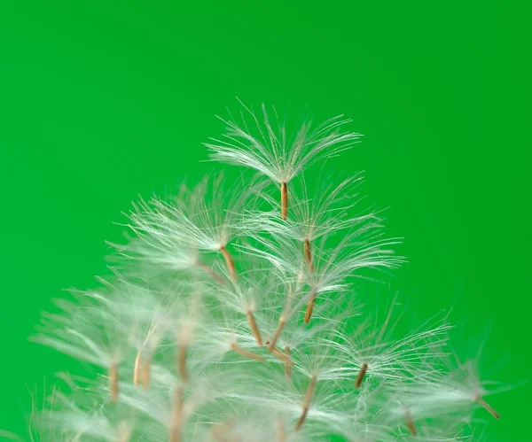 Groene palmtak — Stockfoto