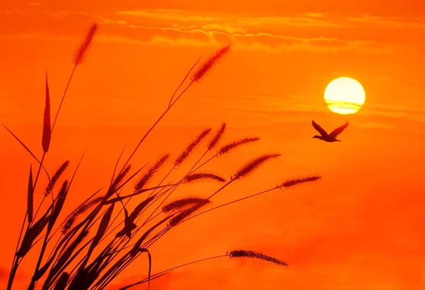 Günbatımında gökyüzü arka planında güneş ışığına karşı kıvrımlar — Stok fotoğraf